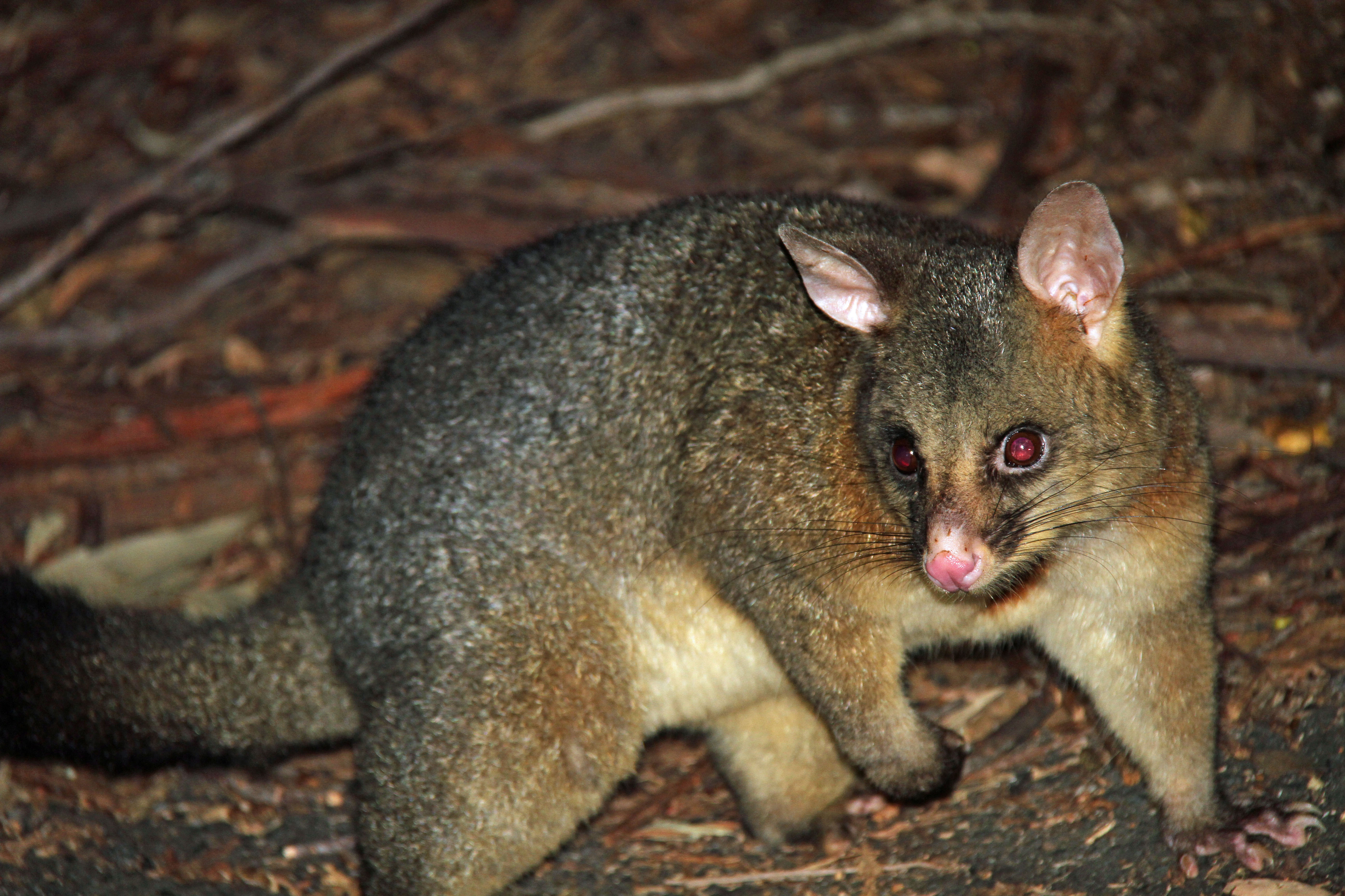 Photograph of a common brushtail possum of Australia.